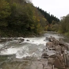 Kamieniste koryto rzeki w rezerwacie przyrody Sine Wiry, z rwącym nurtem i bujną zielenią po bokach.