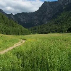 Ścieżka wije się przez zieloną, kwiecistą dolinę małej łąki, otoczoną gęstym lasem i skalistymi szczytami.