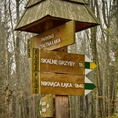 Drewniany drogowskaz w lesie wskazuje drogę do "Skalnych Grzybów" (1h) i "Niknącej Łąki" (0h40).
