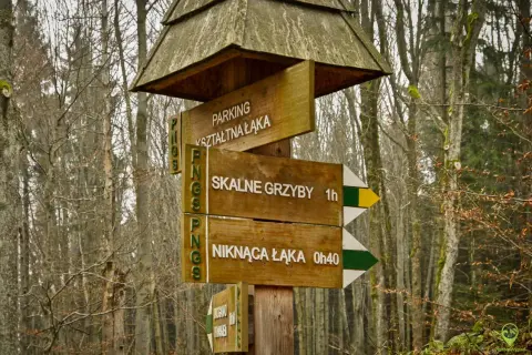 Drewniany drogowskaz w lesie wskazuje drogę do "Skalnych Grzybów" (1h) i "Niknącej Łąki" (0h40).