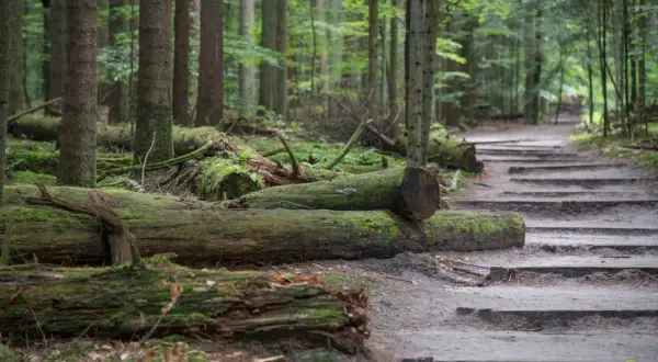 Kamienne schody i omszałe pnie drzew w lesie, ścieżka prowadzi przez Roztoczański Park Narodowy.