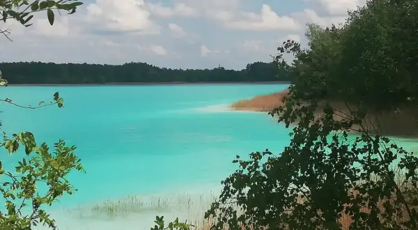 Turkusowe jezioro w Koninie, otoczone lasem i trzcinami, z gałęziami drzew na pierwszym planie.