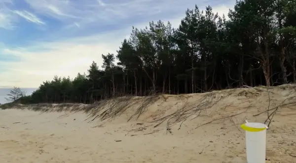 Piaszczysta plaża na wyspie Sobieszewskiej z sosnowym lasem w tle i koszem na śmieci.