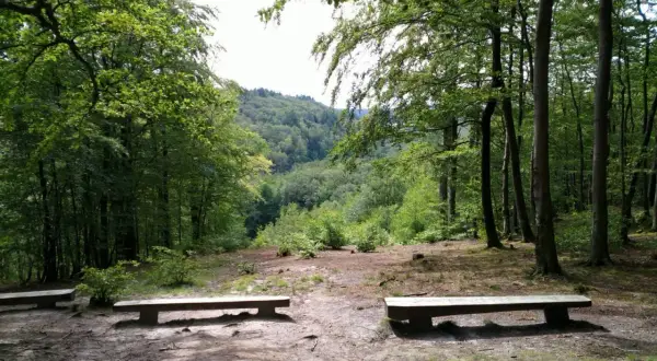 Dwa drewniane ławki w lesie, z widokiem na zielone wzgórza. Idealne miejsce na odpoczynek w lasach mirachowskich.