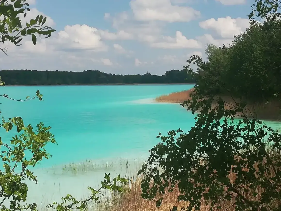 Turkusowe jezioro w Koninie, otoczone lasem i trzcinami, z gałęziami drzew na pierwszym planie.