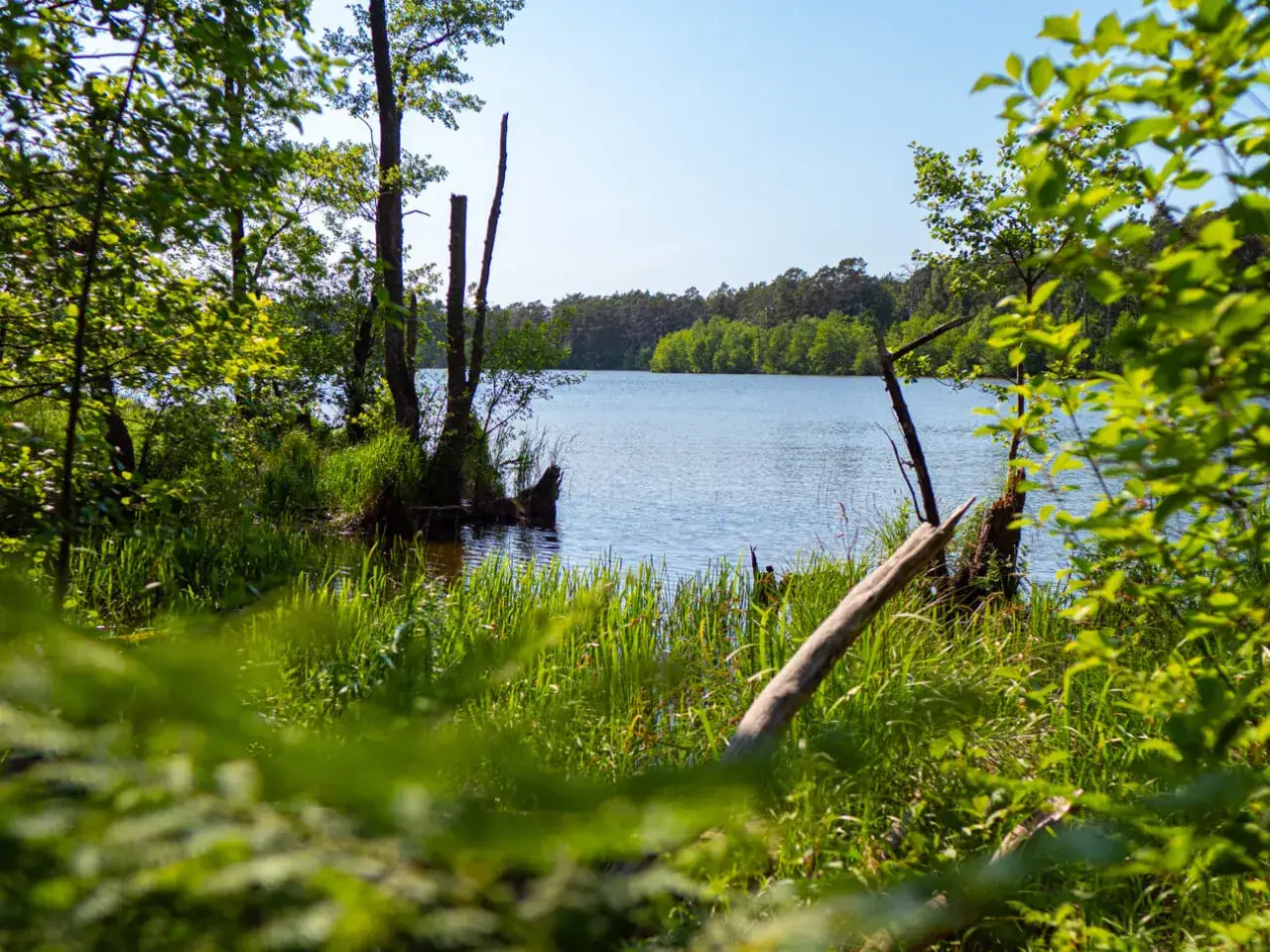 Zielona, bujna roślinność nad brzegiem spokojnego jeziora Gardno. Woda odbija błękit nieba, a w oddali widać zalesiony horyzont.