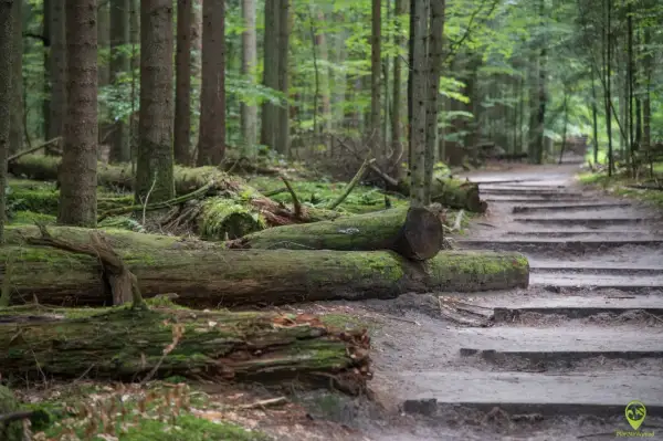 Kamienne schody i omszałe pnie drzew w lesie, ścieżka prowadzi przez Roztoczański Park Narodowy.