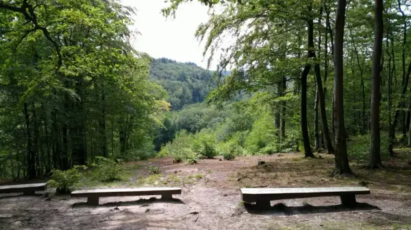 Dwa drewniane ławki w lesie, z widokiem na zielone wzgórza. Idealne miejsce na odpoczynek w lasach mirachowskich.